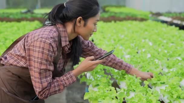 4K解析度的农业概念 一位工人正在花园里检查蔬菜的生长情况 园艺师的生产力评估 — 图库视频影像