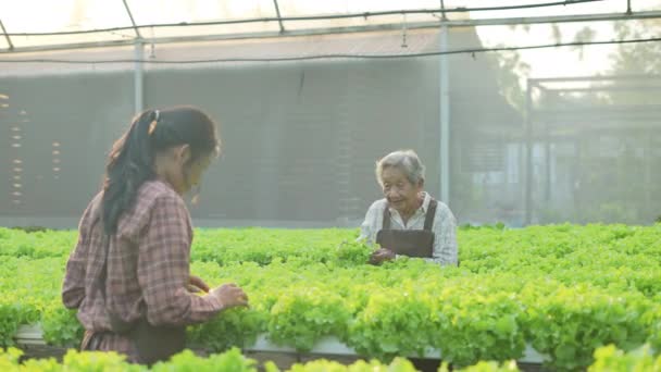 Concetto Agricolo Risoluzione Asiatico Donna Picking Verdura Serra — Video Stock