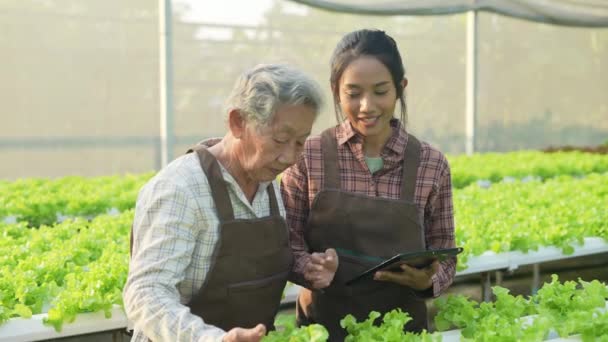 4K解析度的农业概念 亚洲女人在温室里检查蔬菜 园艺师的生产力评估 — 图库视频影像