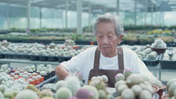 Forretning Koncept Resolution Asiatisk Gammel Dame Plukker Kaktus Butik Butiksejeren – Stock-video