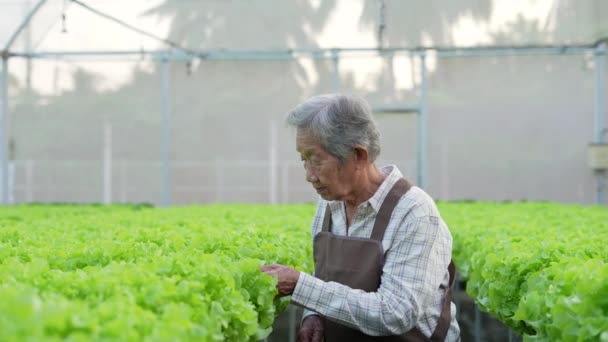 Concepto Agrícola Resolución Mujer Asiática Revisando Verduras Invernadero Evaluación Productividad — Vídeo de stock