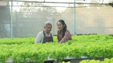 4k Çözünürlük Tarım Konsepti. Serada sebze toplayan Asyalı kadın..