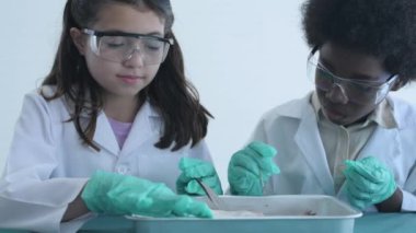 Eğitim konsepti 4k Kararlılık. Araştırmacılar bir laboratuarda kurbağaları inceliyorlar..