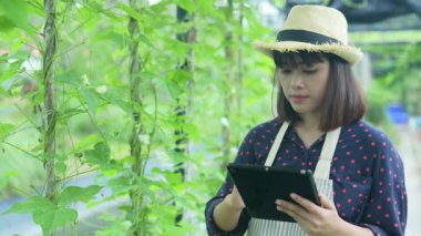 4k Çözünürlük Tarım Konsepti. Bir işçi bahçede sebzelerin yetişmesini kontrol ediyor. Bahçıvanın Üretim Değerlendirmesi.