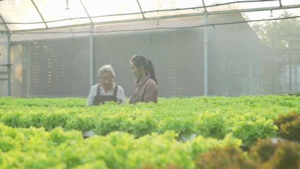 Landwirtschaftskonzept Von Resolution Asiatin Pflückt Gemüse Gewächshaus — Stockvideo