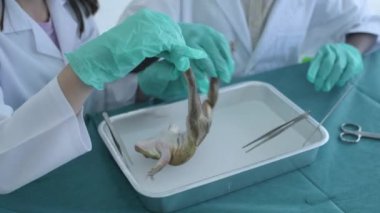 Eğitim konsepti 4k Kararlılık. Öğrenciler laboratuarda fen dersi alıyor. Biyolojik Hayvan Araştırması. Amfibiler hakkında bilgi.