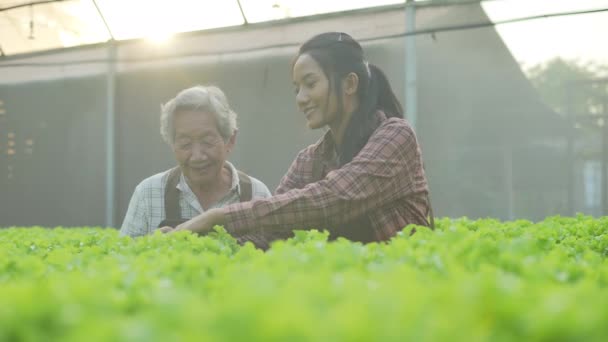Landwirtschaftskonzept Von Resolution Asiatin Pflückt Gemüse Gewächshaus — Stockvideo