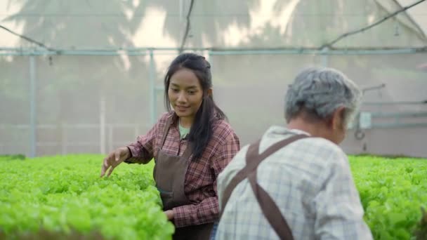 Концепція Землеробства Resolution Азійка Збирає Овочі Оранжереї — стокове відео