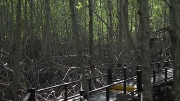 Pohled Přírodu Rozlišení Krajina Při Procházce Mangrovovém Lese Během Dne — Stock video
