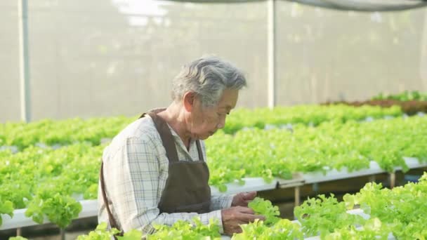 Concepto Agrícola Resolución Mujer Asiática Revisando Verduras Invernadero Evaluación Productividad — Vídeo de stock