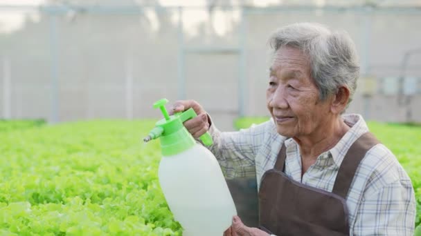 4K分解能の農業概念 温室で野菜を水やりするアジアの女性 ホルモン注射で成長を加速 — ストック動画