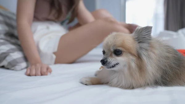 Holiday concept of 4k Resolution. Asian woman feeding dog in bedroom. Dog snacks sticks.