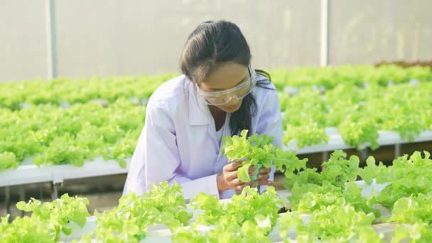 Koncepcja Rolnictwa Rozdzielczości Badacze Badają Wzrost Roślin Szklarniach — Wideo stockowe