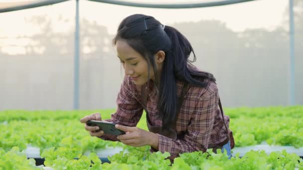 Konsep Pertanian Resolusi Seorang Pekerja Sedang Memeriksa Pertumbuhan Sayuran Kebun — Stok Video
