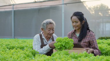 4k Çözünürlük Tarım Konsepti. Serada sebze toplayan Asyalı kadın..
