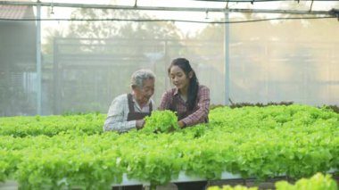 4k Çözünürlük Tarım Konsepti. Serada sebze toplayan Asyalı kadın..