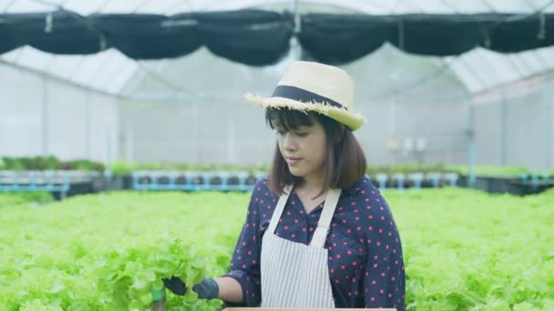 정책은 안이다 유기농 재배에 설명하는 아시아 가드너 — 비디오