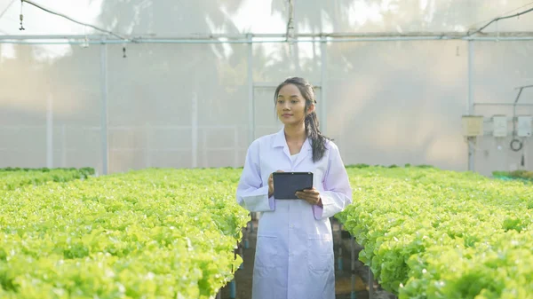 agriculture concept of 4k Resolution. Researchers are investigating plant growth in greenhouses. Keep a record of the vegetable experiment progress.