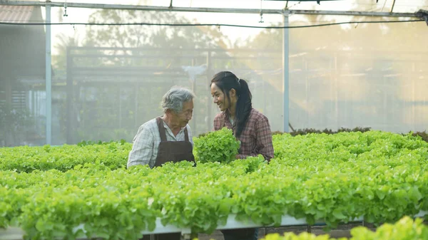 Conceito Agricultura Resolução Mulher Asiática Colhendo Legumes Estufa — Fotografia de Stock