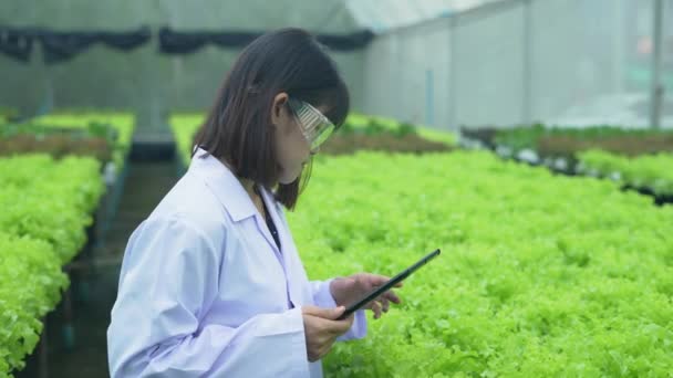 4K分解能の農業概念 研究者は温室内の植物の成長を調査している 野菜実験の進捗状況を記録しておきます — ストック動画