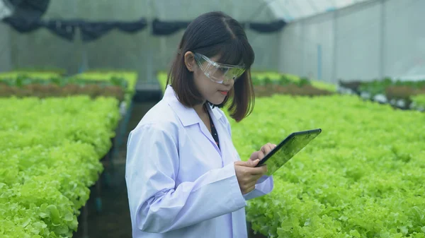 agriculture concept of 4k Resolution. Researchers are investigating plant growth in greenhouses. Keep a record of the vegetable experiment progress.
