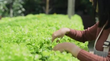 4k Çözünürlük Tarım Konsepti. Bir işçi bahçede sebzelerin yetişmesini kontrol ediyor. Bahçıvanın Üretim Değerlendirmesi.
