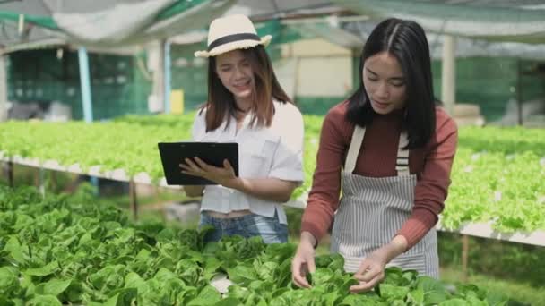 4K解析度的农业概念 工人们正在一起检查花园里的蔬菜生长情况 园艺师的生产力评估 — 图库视频影像