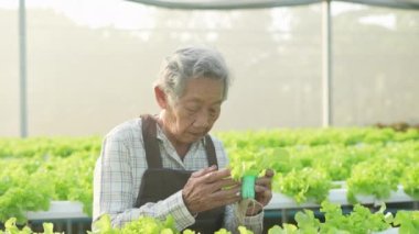 4k Çözünürlük Tarım Konsepti. Serada sebzeleri kontrol eden Asyalı bir kadın. Bahçıvanın Üretim Değerlendirmesi.