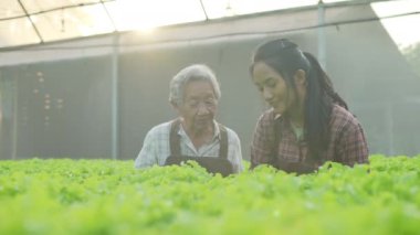 4k Çözünürlük Tarım Konsepti. Serada sebze toplayan Asyalı kadın..