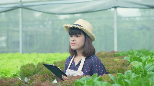 Landwirtschaftskonzept Von Resolution Ein Arbeiter Kontrolliert Das Wachstum Von Gemüse — Stockvideo