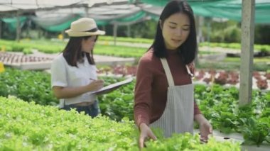 4k Çözünürlük Tarım Konsepti. Asyalı bahçıvanlar sebze çiftliğinde birlikte çalışıyorlar..