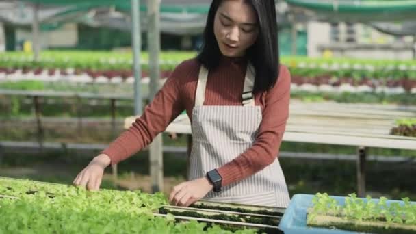 Conceito Agricultura Resolução Mulher Asiática Cultivando Brotos Vegetais Estufas Mova — Vídeo de Stock