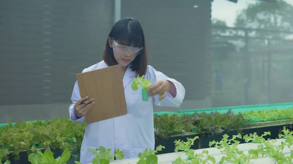 agriculture concept of 4k Resolution. The researchers are smiling confidently in the care of the plants in the greenhouse. Plant growth data collection experiment.
