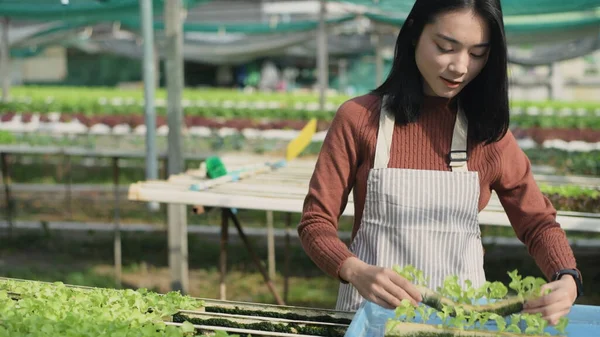 agriculture concept of 4k Resolution. Asian woman cultivating vegetable sprouts in greenhouses. Move the seeds into the vegetable garden.