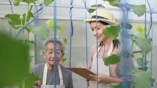 Landwirtschaftliches Konzept Der Auflösung Eine Alte Frau Bringt Jungen Frauen — Stockvideo