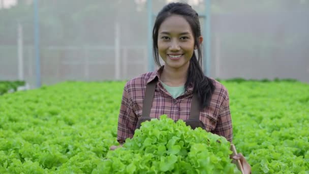 Mezőgazdaság Koncepciója Felbontás Ázsiai Aki Vigyorog Üvegházban Szándéka Hogy Legjobb — Stock videók