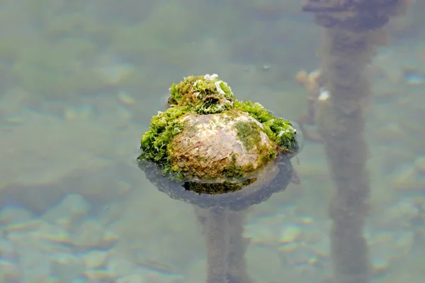 Single Small Old White Buoy Almost Completely Covered Seaweed Mixed — Stock Photo, Image