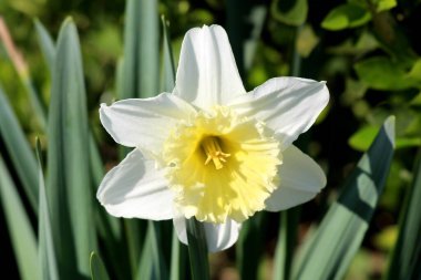 Narcissus ya da Daffodil ya da Daffadowndilly ya da Jonquil daennial herbaceous bulbiferous jeophytes bitkisi sarı merkezli ve diğer bitkilerin yanında büyüyen koyu yeşil yapraklı tamamen açık beyaz çiçek.