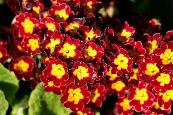 Prímula Densamente Crescente Vermelho Escuro Primula Com Grupo Amarelo Brilhante — Fotografia de Stock
