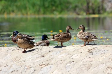 Wild ducks or mallards or Anas platyrhynchos medium sized waterfowl dabbling male and female ducks calmly standing on top of dry cracked old stone and rock river dam holding calm river covered with Water lily or Nymphaea aquatic rhizomatous