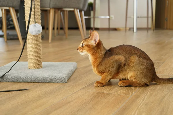 Абиссинская Кошка Сидящая Полу Глядящая Царапанный Столб — стоковое фото