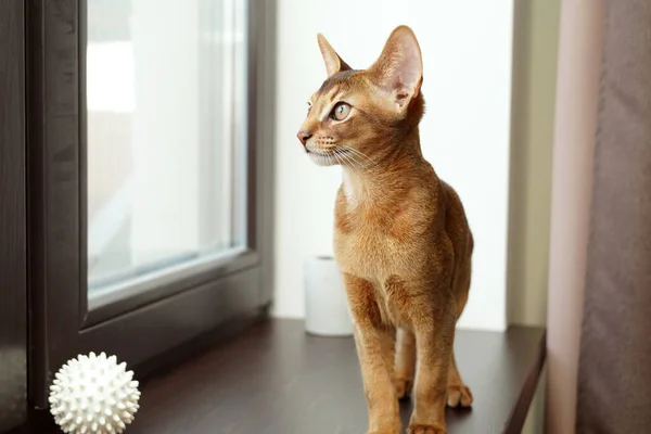 Абиссинская Любопытная Кошка Сидит Подоконнике Смотрит Окно — стоковое фото