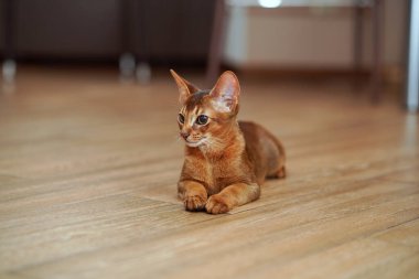 Bir Habeş kedisi yerde yatıp fareye bakıyor.