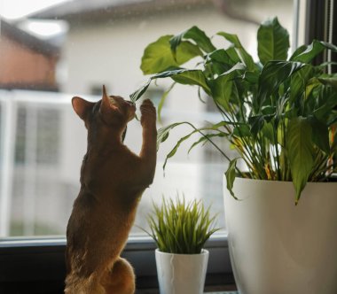 Pencere kenarında oturan bir Habeş kedisi spathiphyllum çiçeğini yiyor.