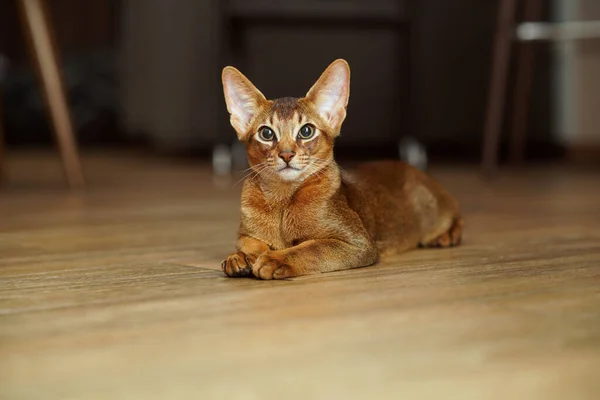 Abyssinian Cat Lying Floor Looking Camera — Stock Photo, Image