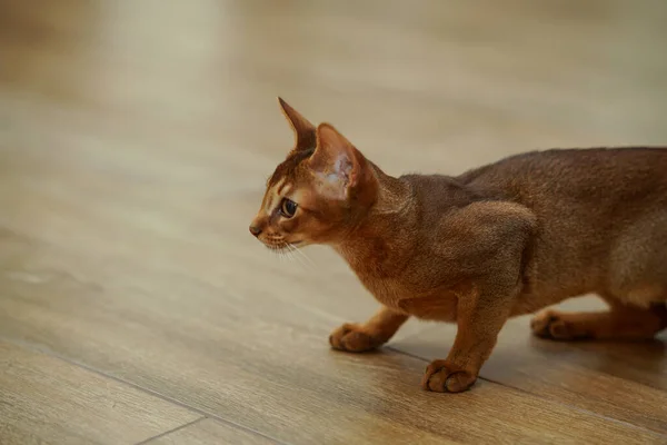 Абиссинская Кошка Охотящаяся Мышь — стоковое фото