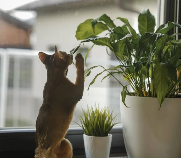 Абиссинская Кошка Сидит Подоконнике Ест Цветок Спатифиллума — стоковое фото