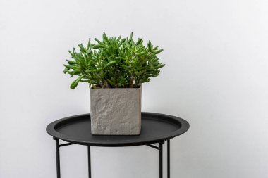 Siyah masanın üzerinde duran gri beton bir tencerede yeşil sulu bir şey.