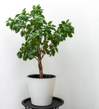 Siyah masada duran yeşil bir incir saksısı