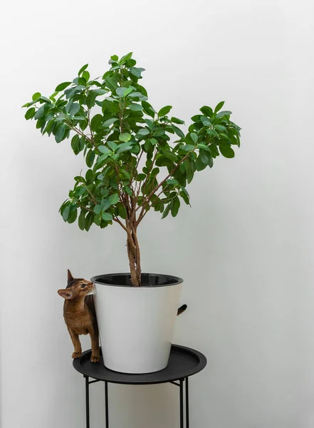 Abyssinian Kot Siedzi Obok Fikusa Doniczkowego Roślin Czarnym Stole — Zdjęcie stockowe
